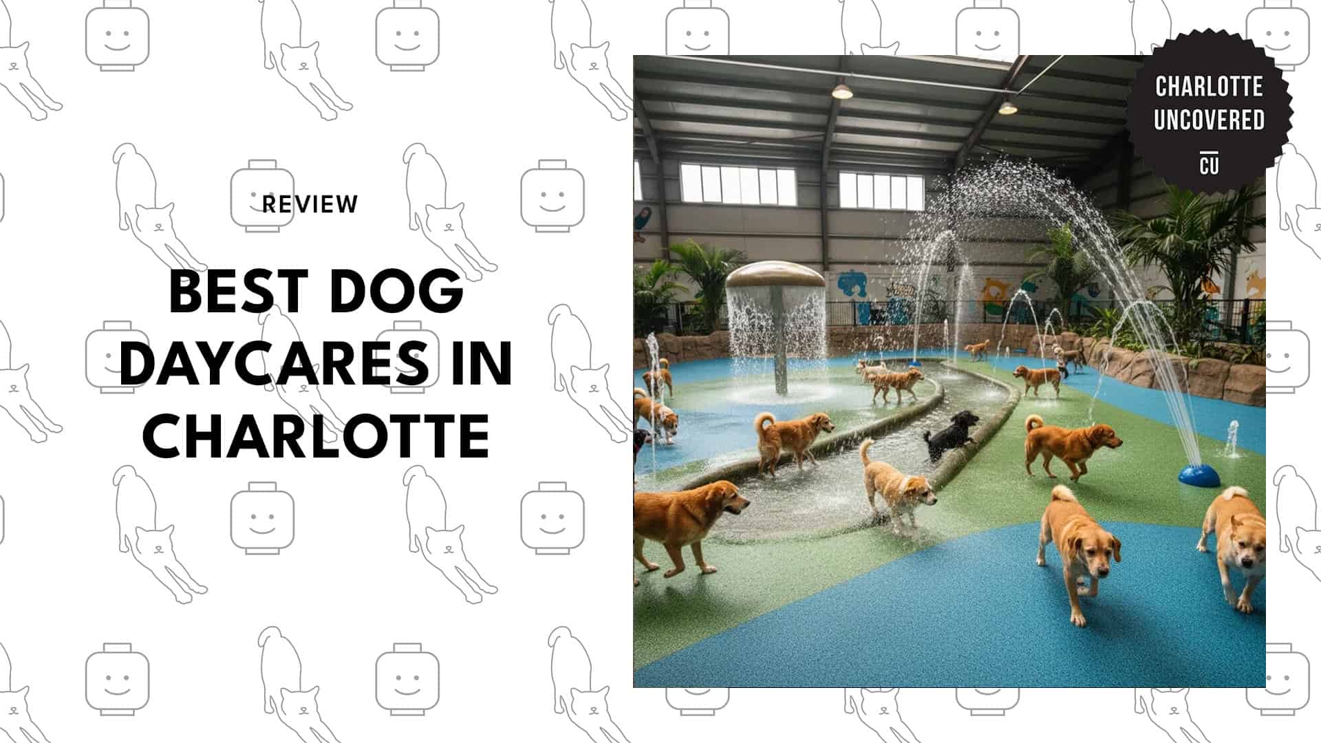 dog-daycare-centres-in-charlotte