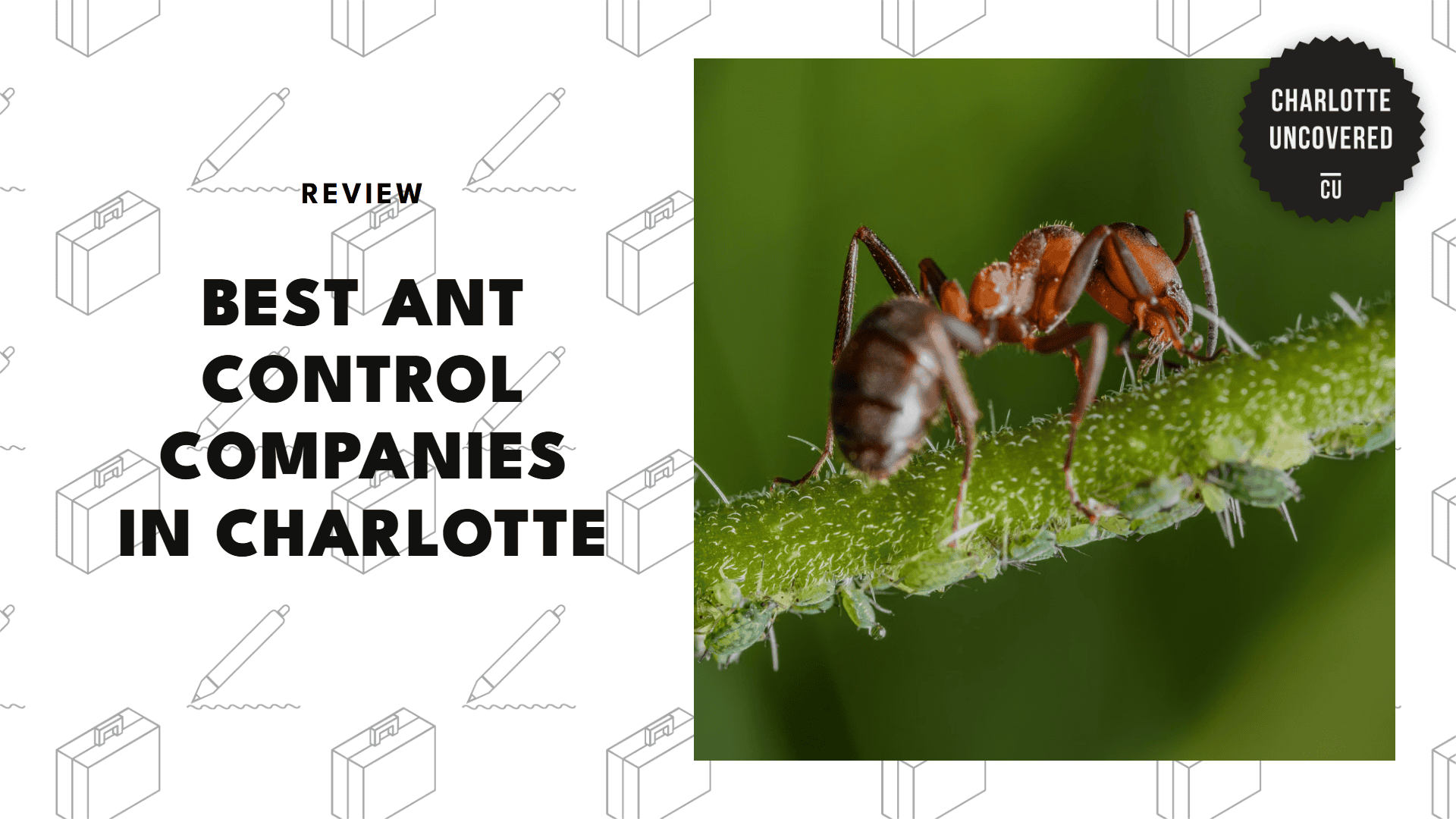 best-ant-control-charlotte