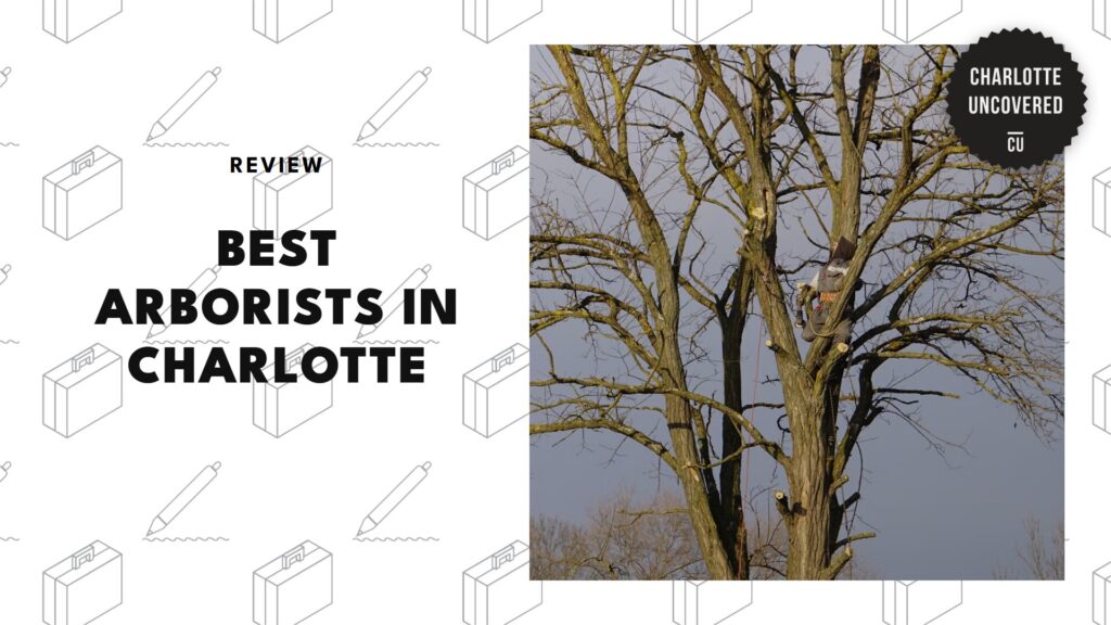 The 5 Best Arborists in Charlotte for Your Tree Health Needs